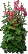 Plant - Alcea rosea