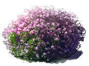 Plant - Dwarf Korean Lilac