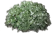 Plant - Pinwheel Jasmine