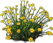 Plant - Dahlberg daisy