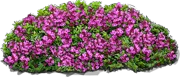 Plant - Creeping Thyme