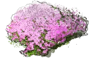 Plant - Creeping Thyme