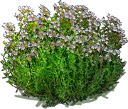 Plant - Garden thyme