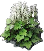 Plant - Tiarella cordifolia