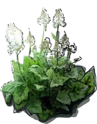 Plant - Tiarella garden \u0027Spanisch Cross\u0027