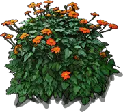 Plant - Tithonia rotundifolia Torch