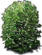 Plant - Confederate jasmine