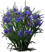 Plant - Ohio Spiderwort