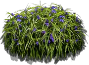 Plant - Blue Spiderwort