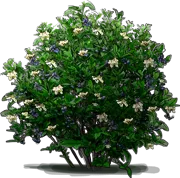 Plant - Highbush Blueberry \u0027Berkeley\u0027