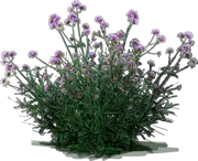 Plant - Tall Verbena