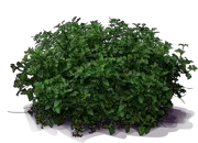 Plant - Rose Verbene