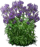 Plant - American Blue Vervain