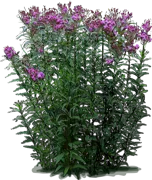 Plant - New York ironweed