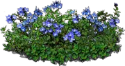 Plant - Turkish Speedwell