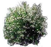 Plant - Snowball Tree