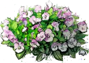 Plant - Pansy