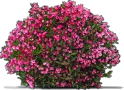 Plant - Weigela \u0027Minuet\u0027